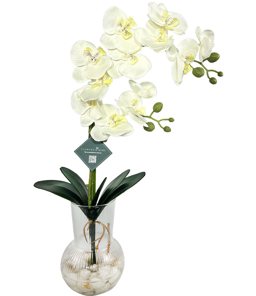 42cm White Orchid in Striped Vase