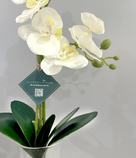 42cm White Orchid in Striped Vase