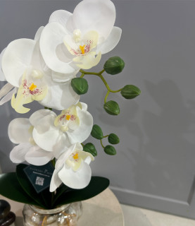 42cm White Orchid With Pebbles