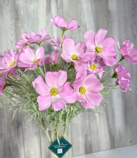 62cm Purple Cosmos With Pebbles