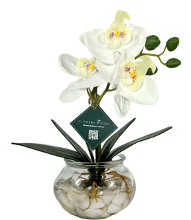 30cm White Orchid With Pebbles