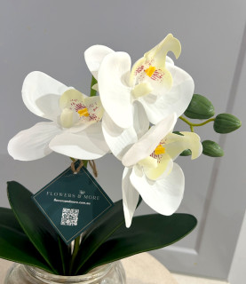 30cm White Orchid With Pebbles