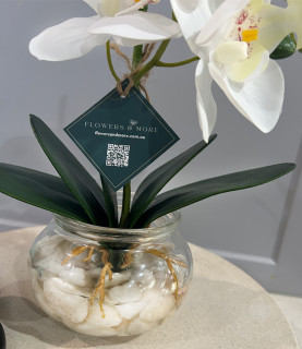 30cm White Orchid With Pebbles