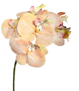 57cm Real Touch Orchid Champagne