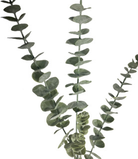 Silver Green Eucalyptus