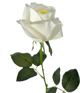 60cm Real Touch Rose White