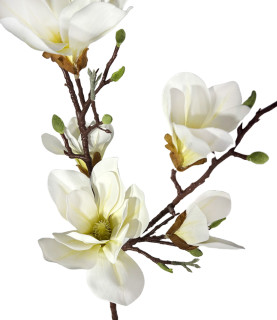 Giant Magnolia Flower Branch White