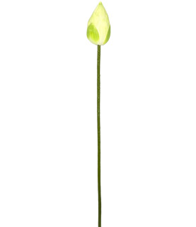 75cm White Lotus Bud