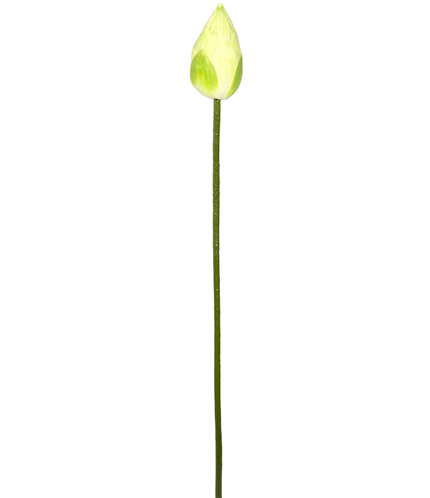 75cm White Lotus Bud