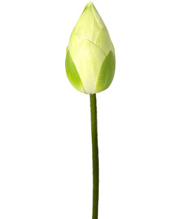 75cm White Lotus Bud