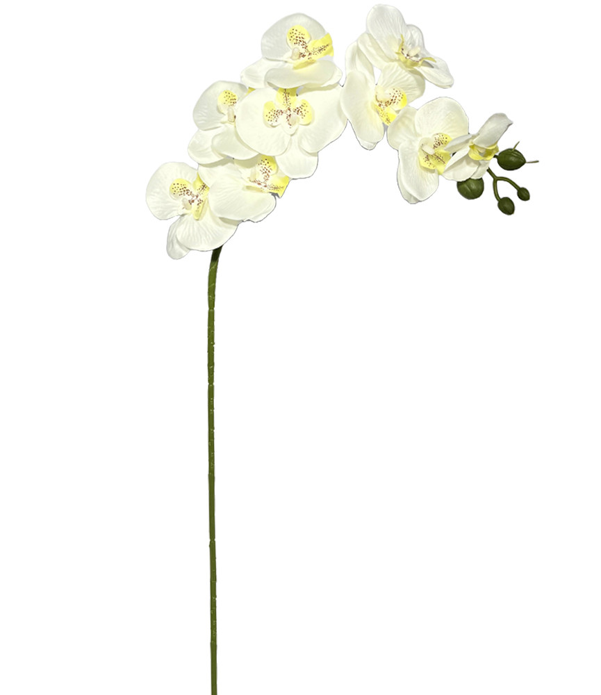 60cm White Orchid