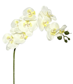 60cm White Orchid