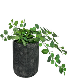 Green Eucalyptus pot