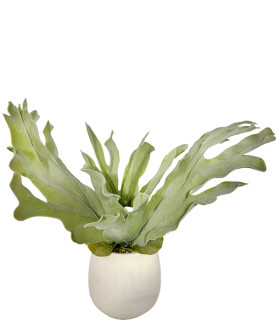 Octopus leaves